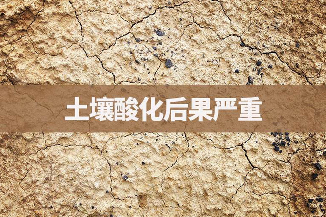 Blog Single